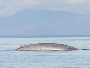 AVISTAMIENTO DE BALLENAS 2024